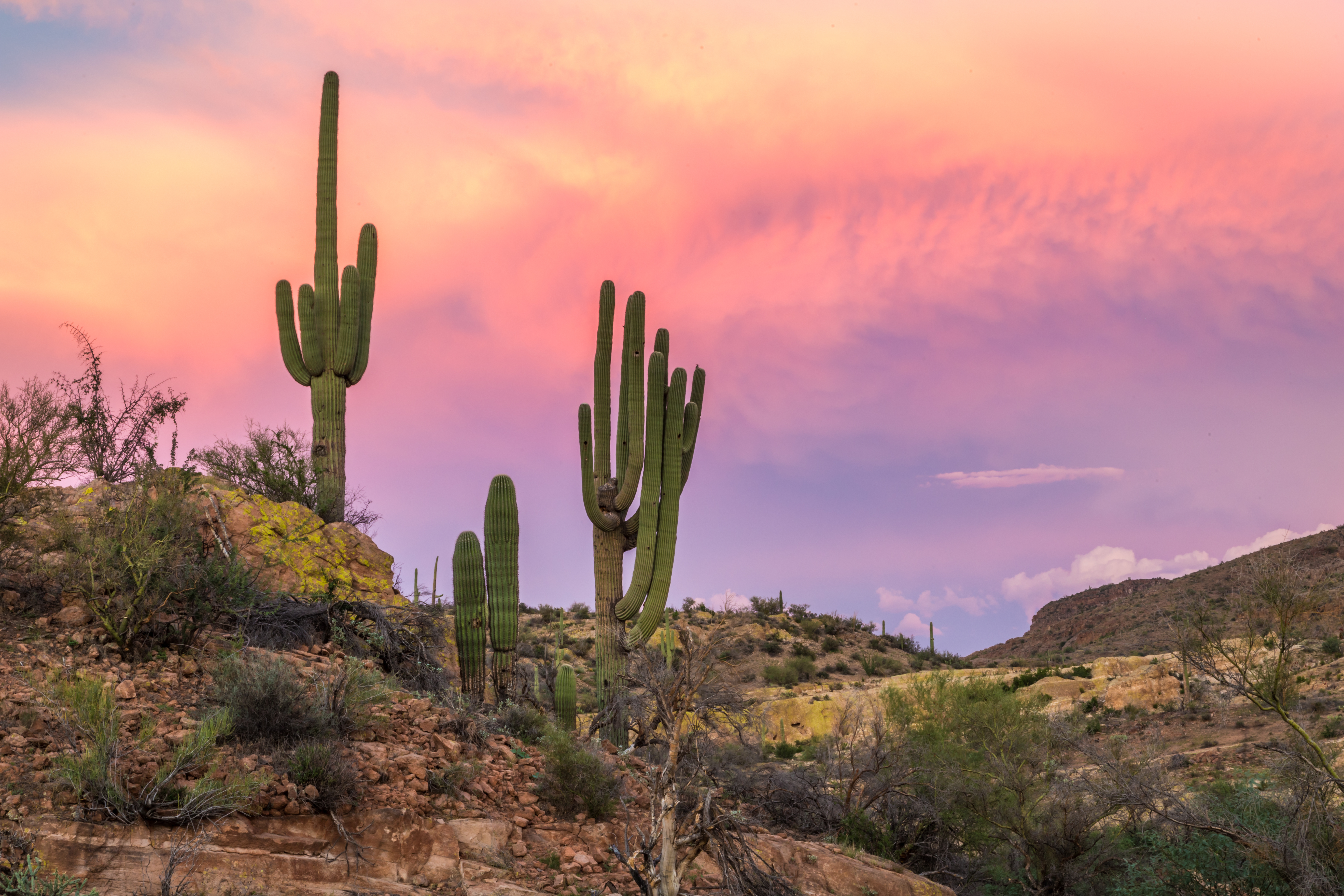 Sonoran Sunset