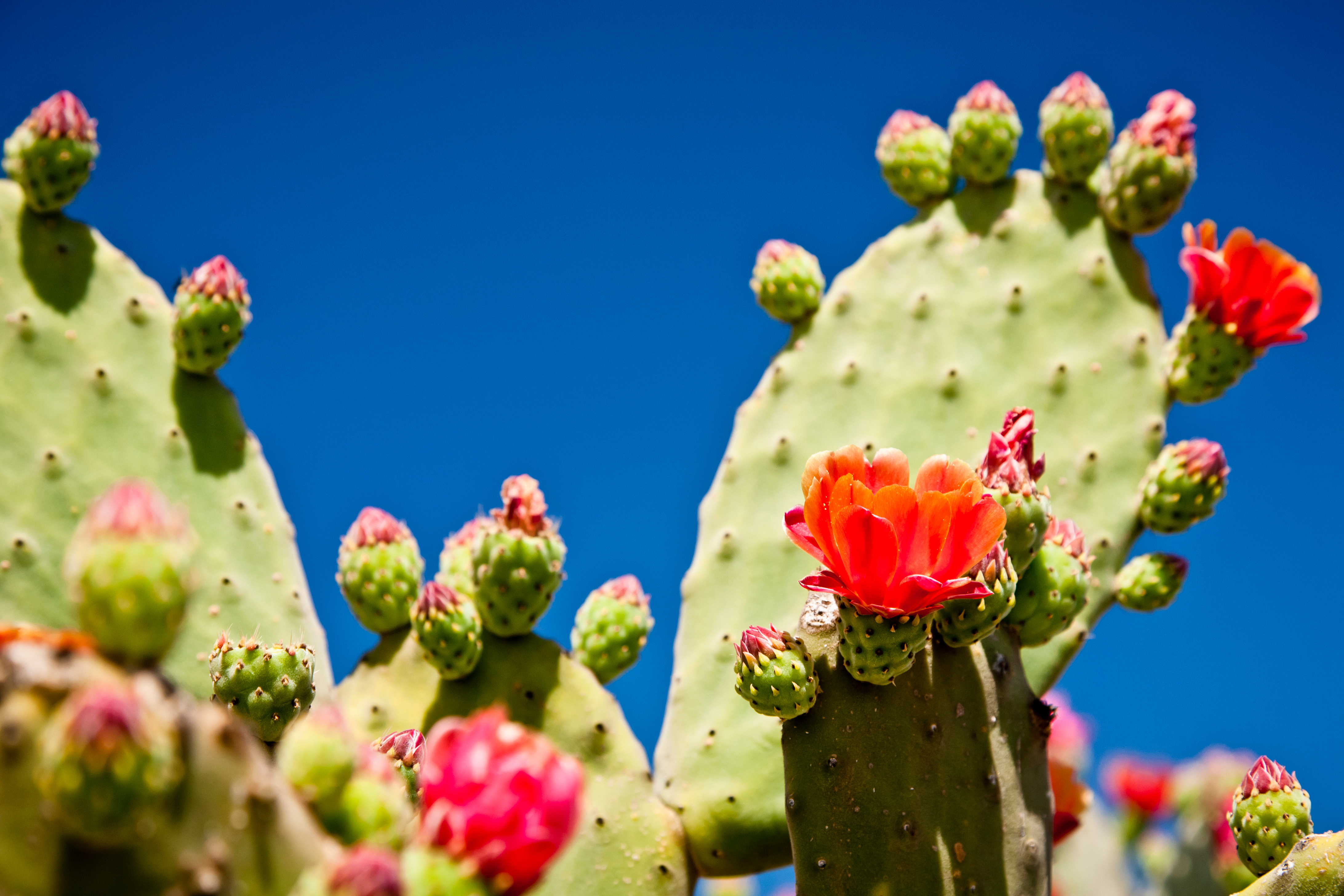 Cactus Flower