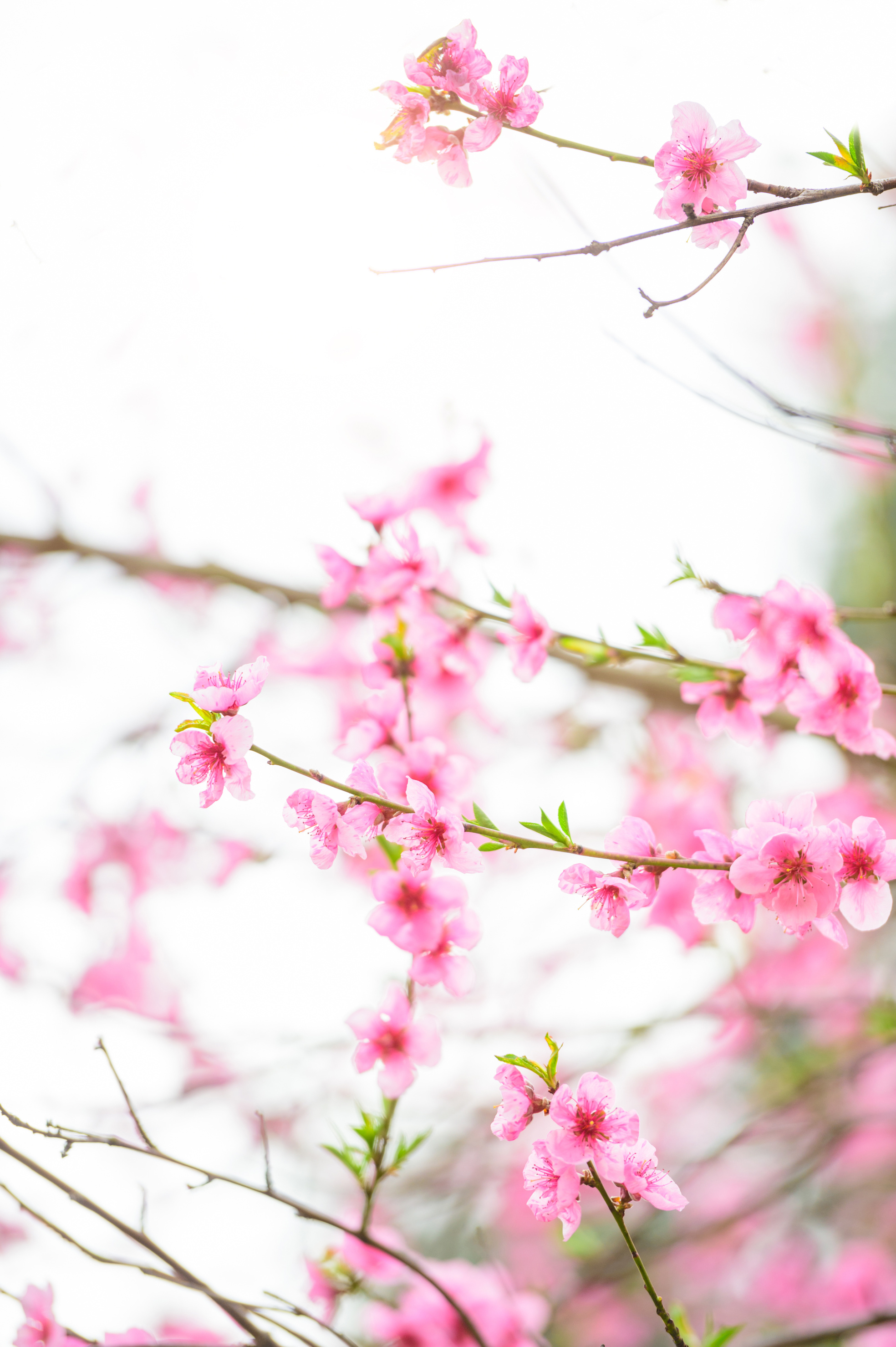 Peach Tree Frame