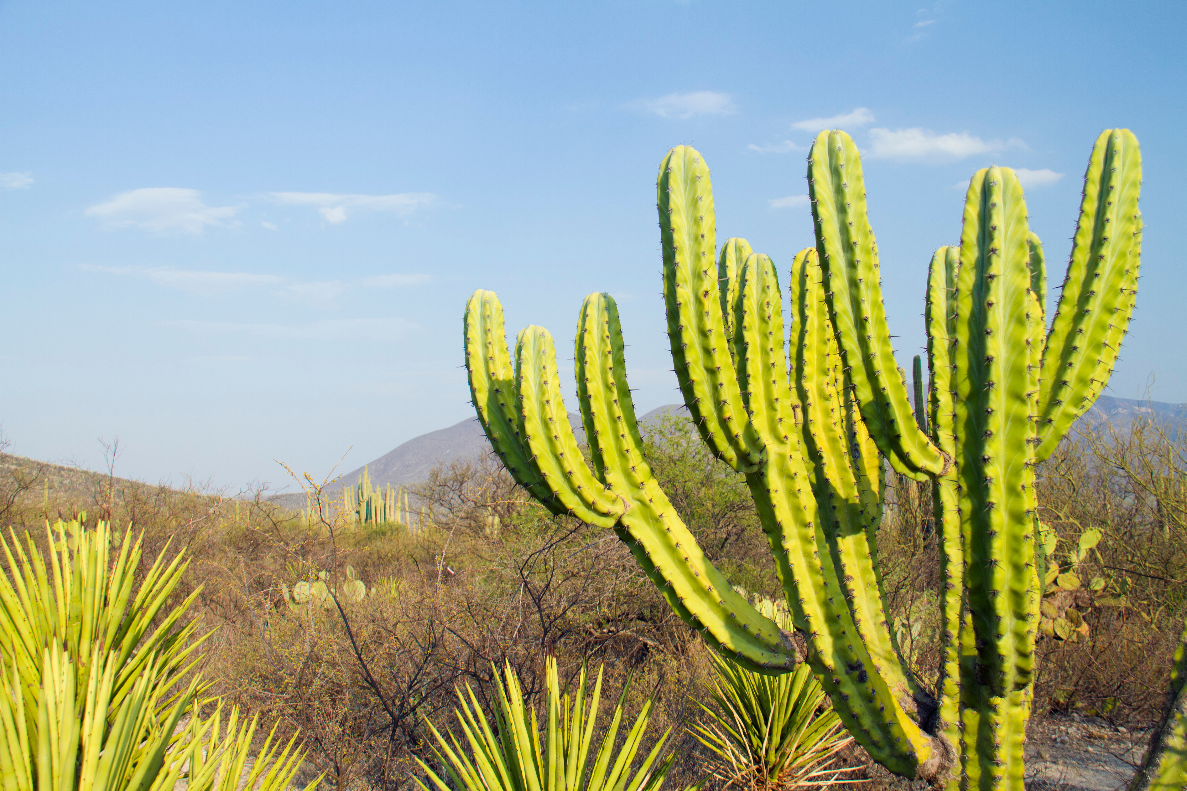 Cactus