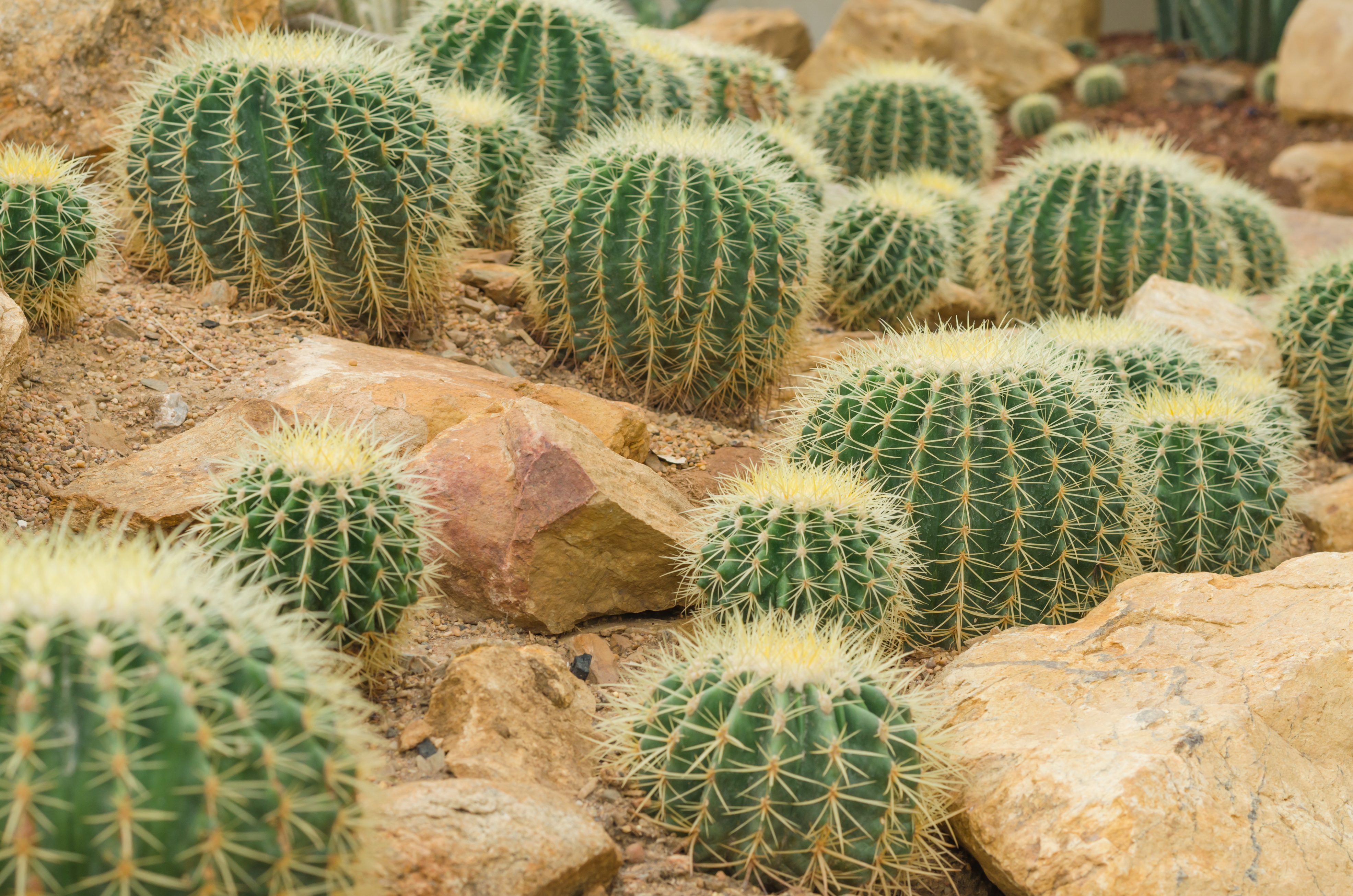 Golden Barrel Cactus